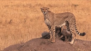 Safari: Africa