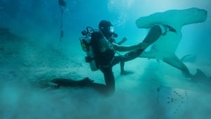 Man vs. Shark