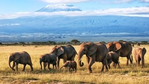 Great Migrations