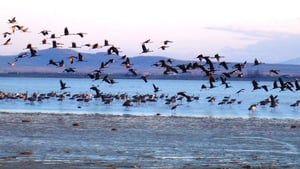 Great Migrations